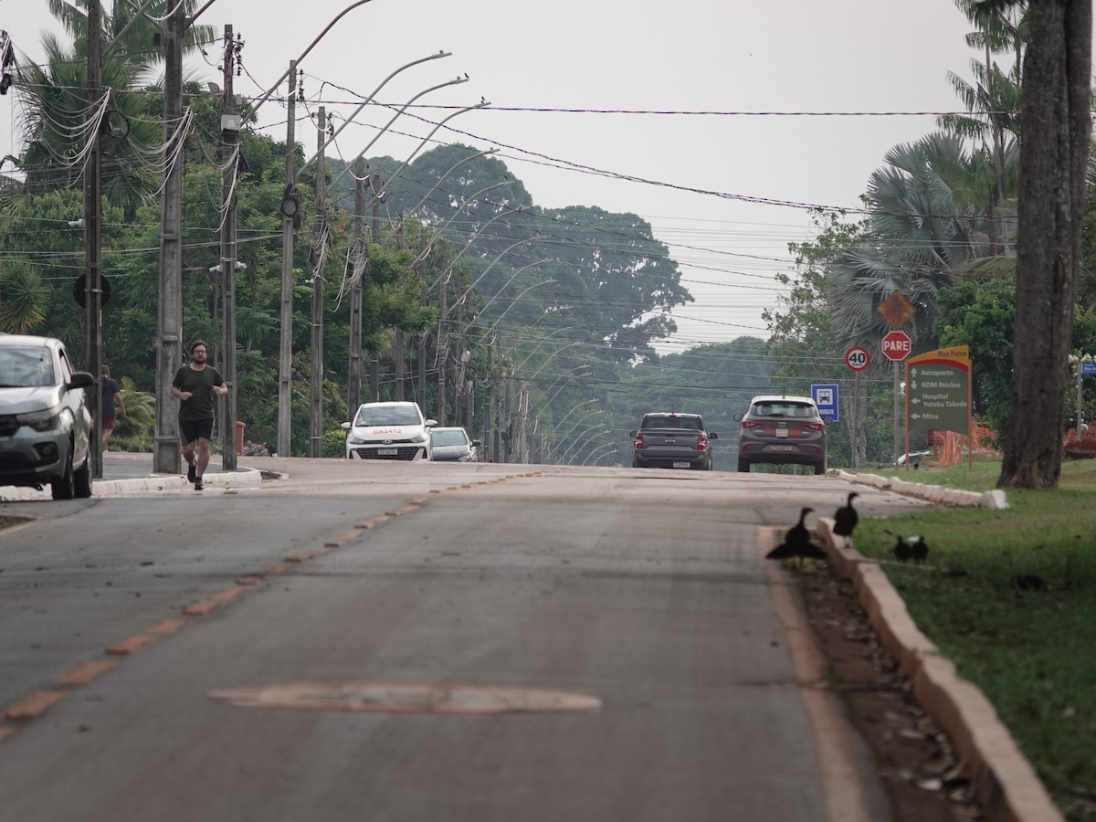 White-crested Guan - ML646537532