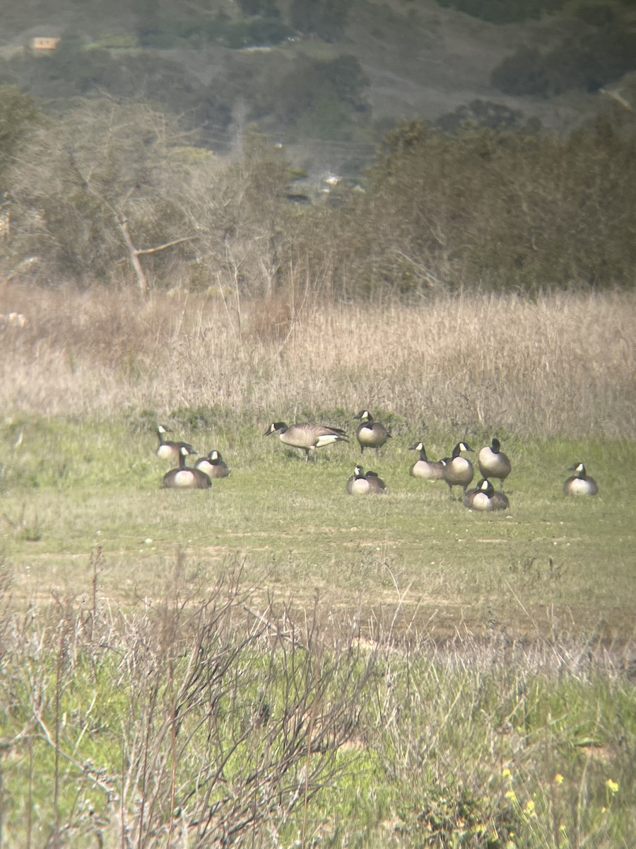 Canada Goose - ML646537533