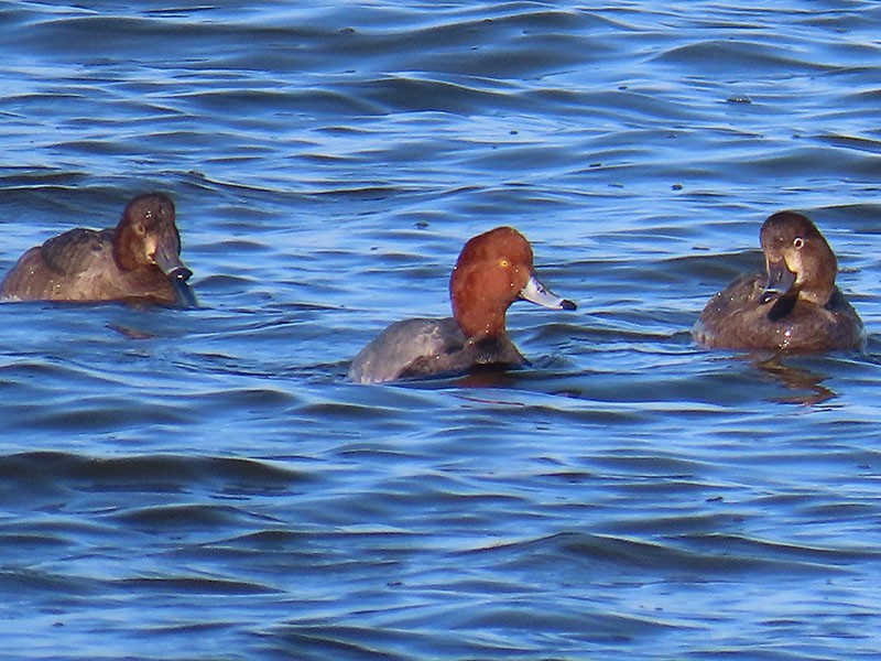 צולל אמריקני - ML646537540