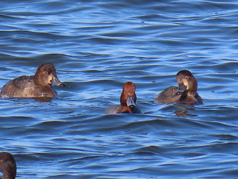 צולל אמריקני - ML646537541
