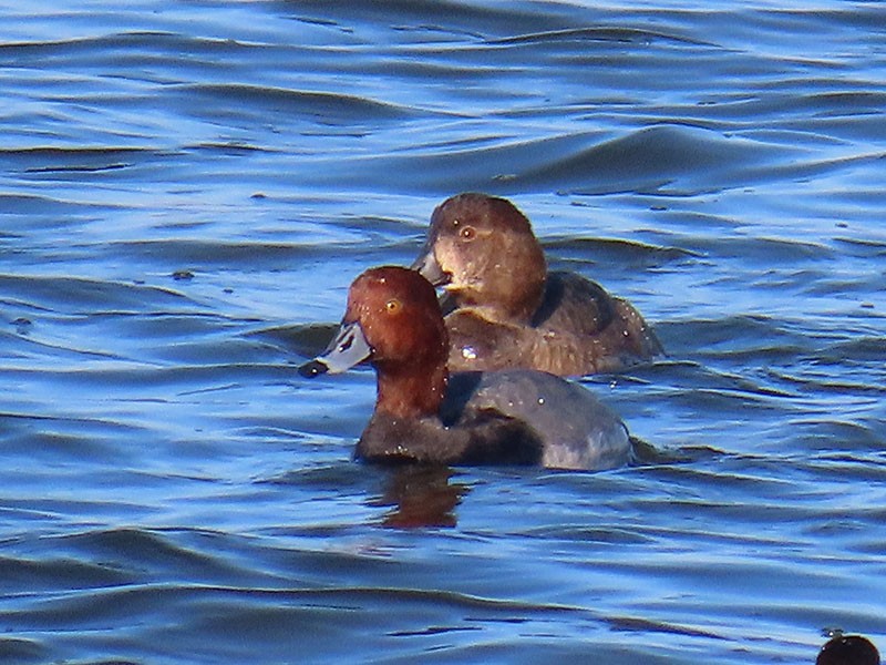 צולל אמריקני - ML646537542