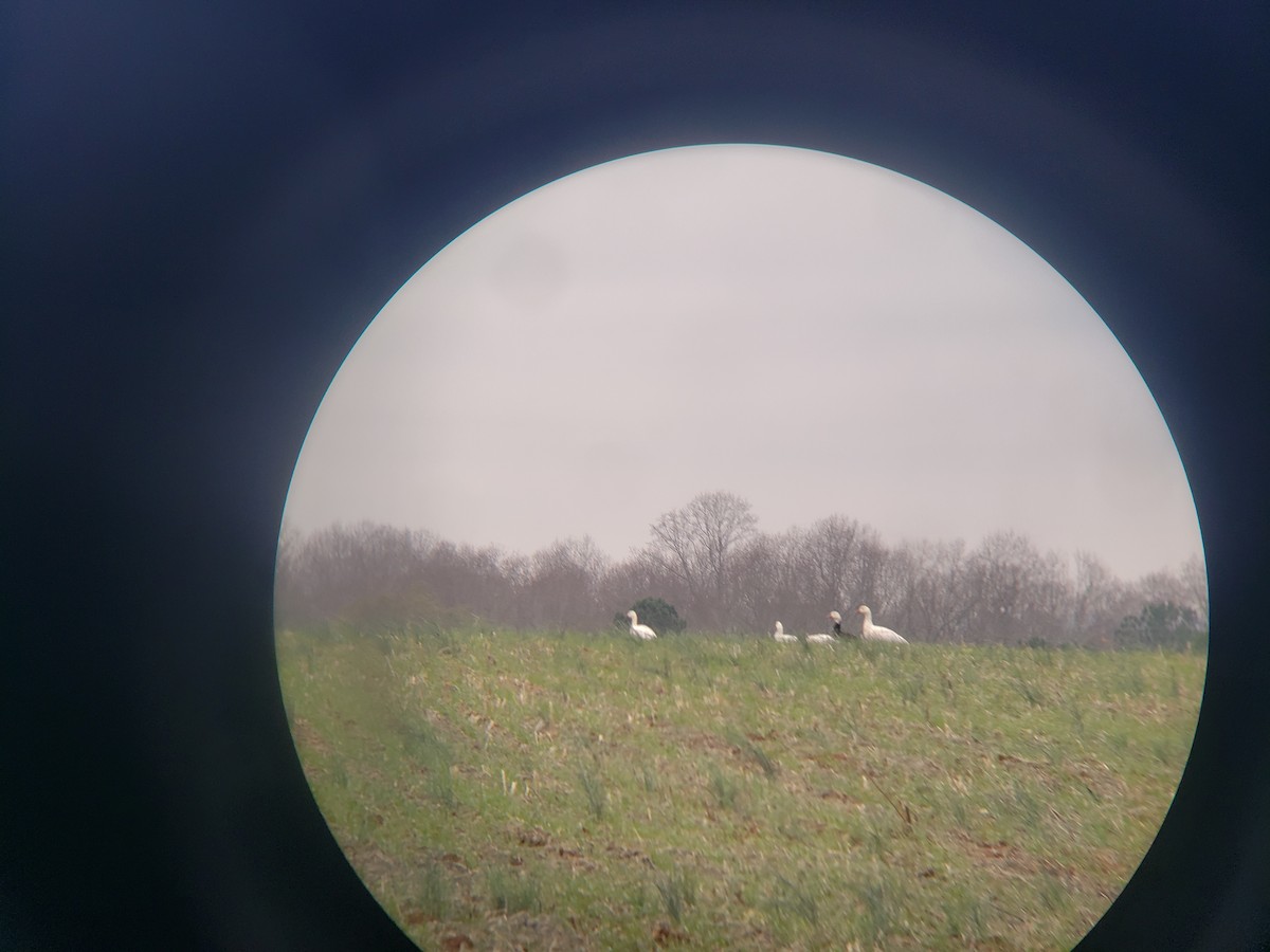 Snow Goose - ML646537543