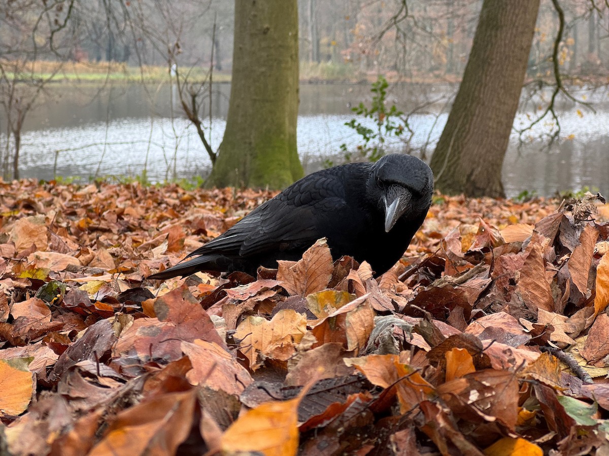 Corneja Negra (Occidental) - ML646537546