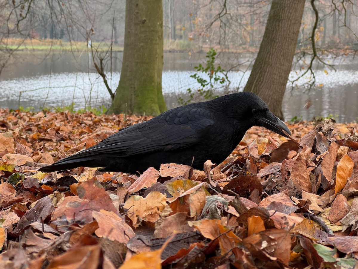 Corneja Negra (Occidental) - ML646537548