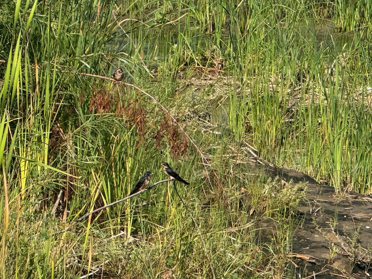 Enara arrunta - ML646537549