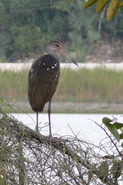 Limpkin (Speckled) - ML646537550