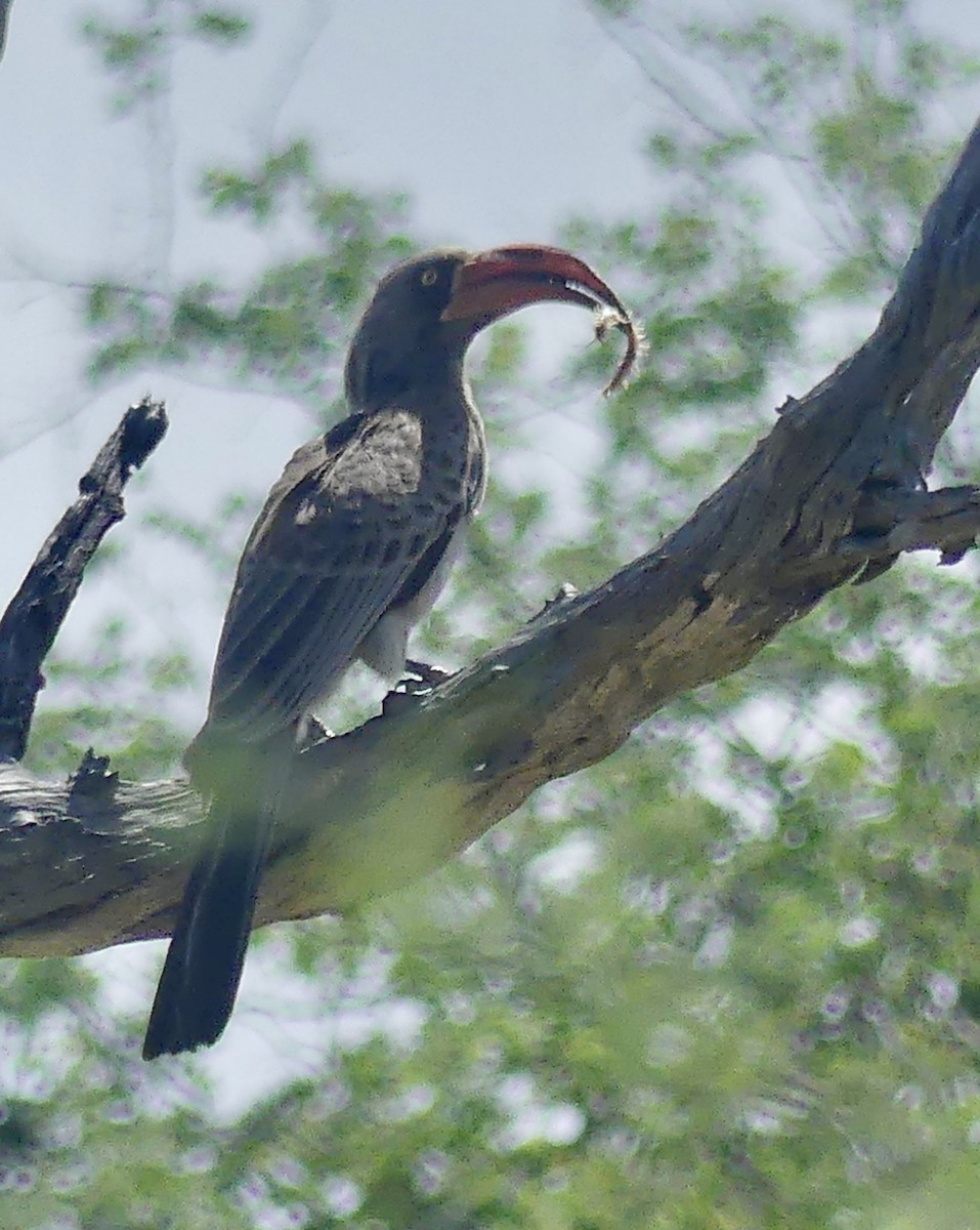 Southern Yellow-billed Hornbill - ML646537551