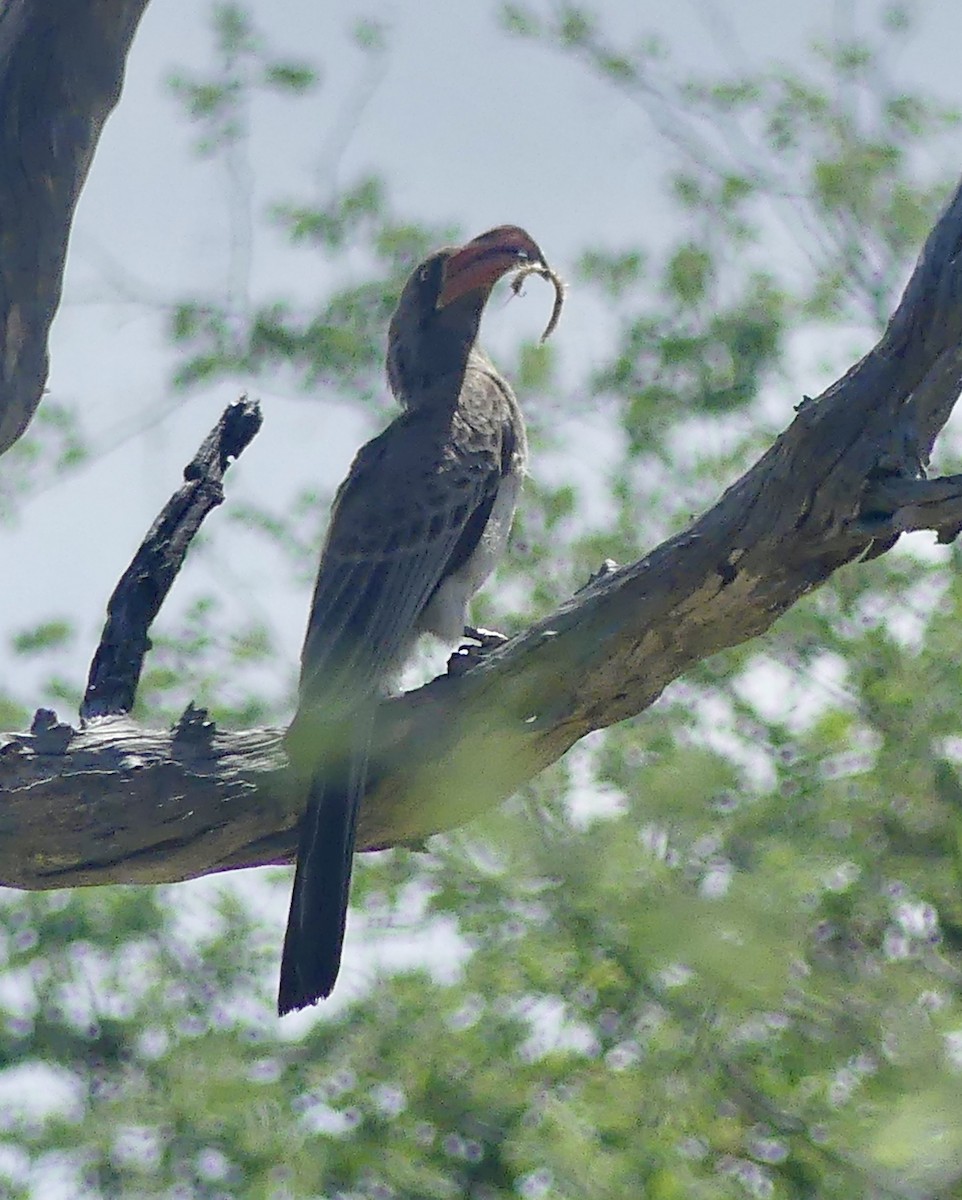 Southern Yellow-billed Hornbill - ML646537552