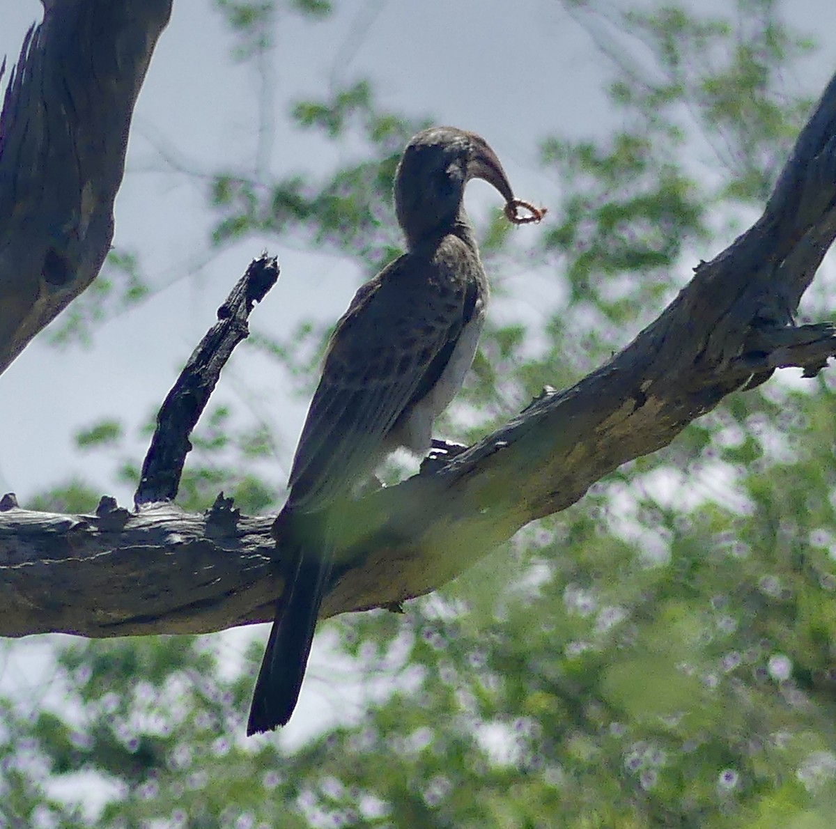 Southern Yellow-billed Hornbill - ML646537553