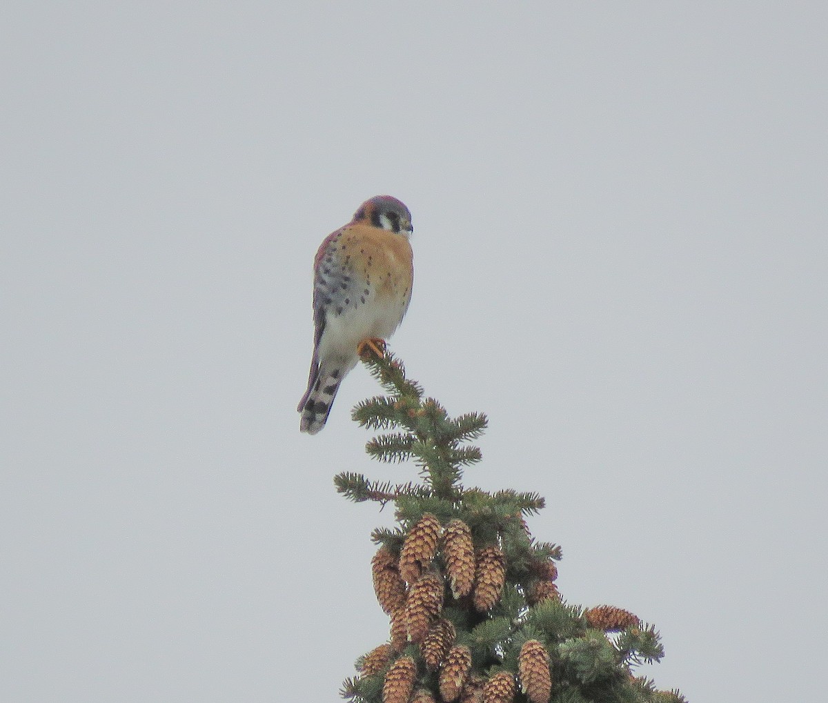 Belatz amerikarra - ML646537554