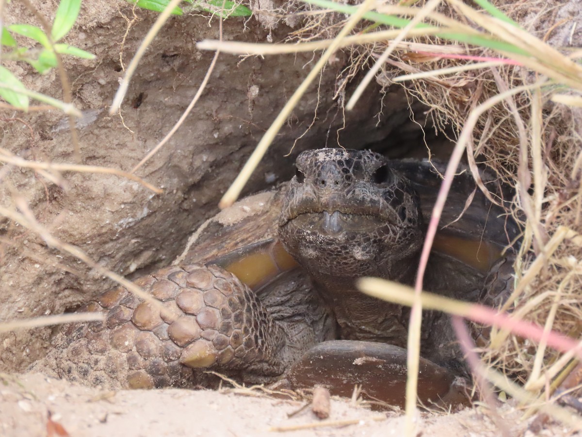 בעלי חיים - ML646537555