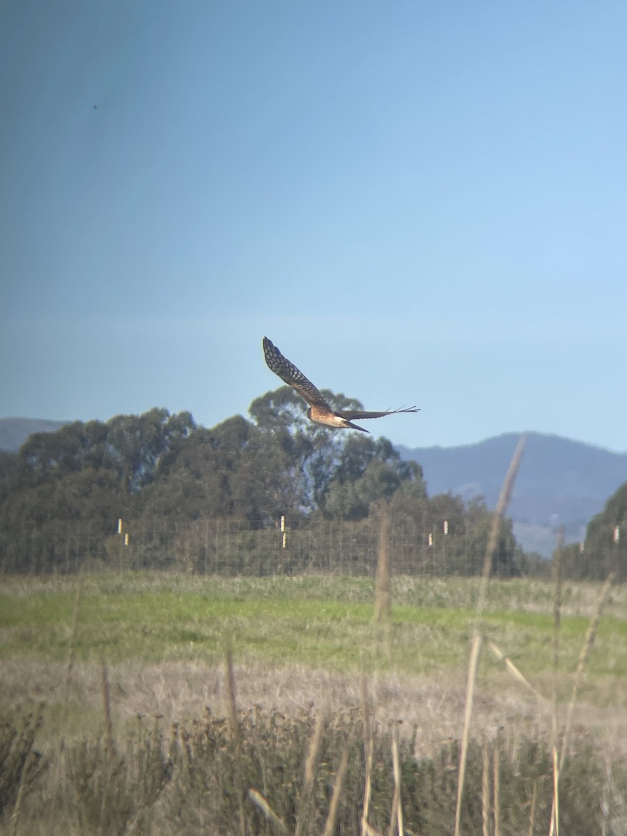 Mirotz zuri iparramerikarra - ML646537556