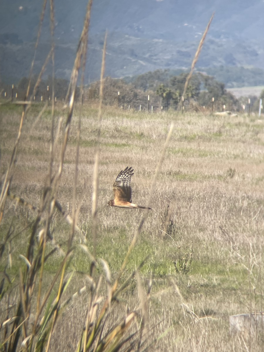 Mirotz zuri iparramerikarra - ML646537557