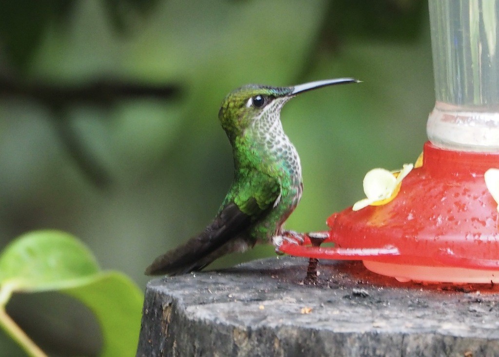 Many-spotted Hummingbird - ML646537558