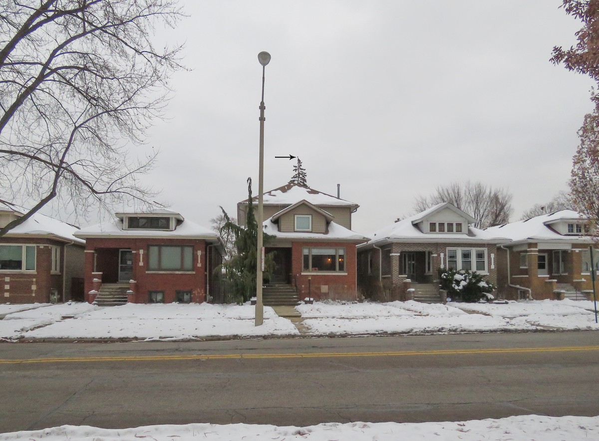 Belatz amerikarra - ML646537559