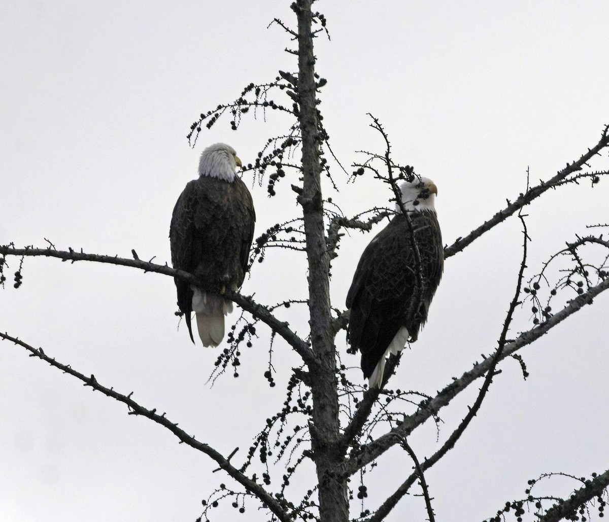 Itsas arrano buruzuria - ML646537560