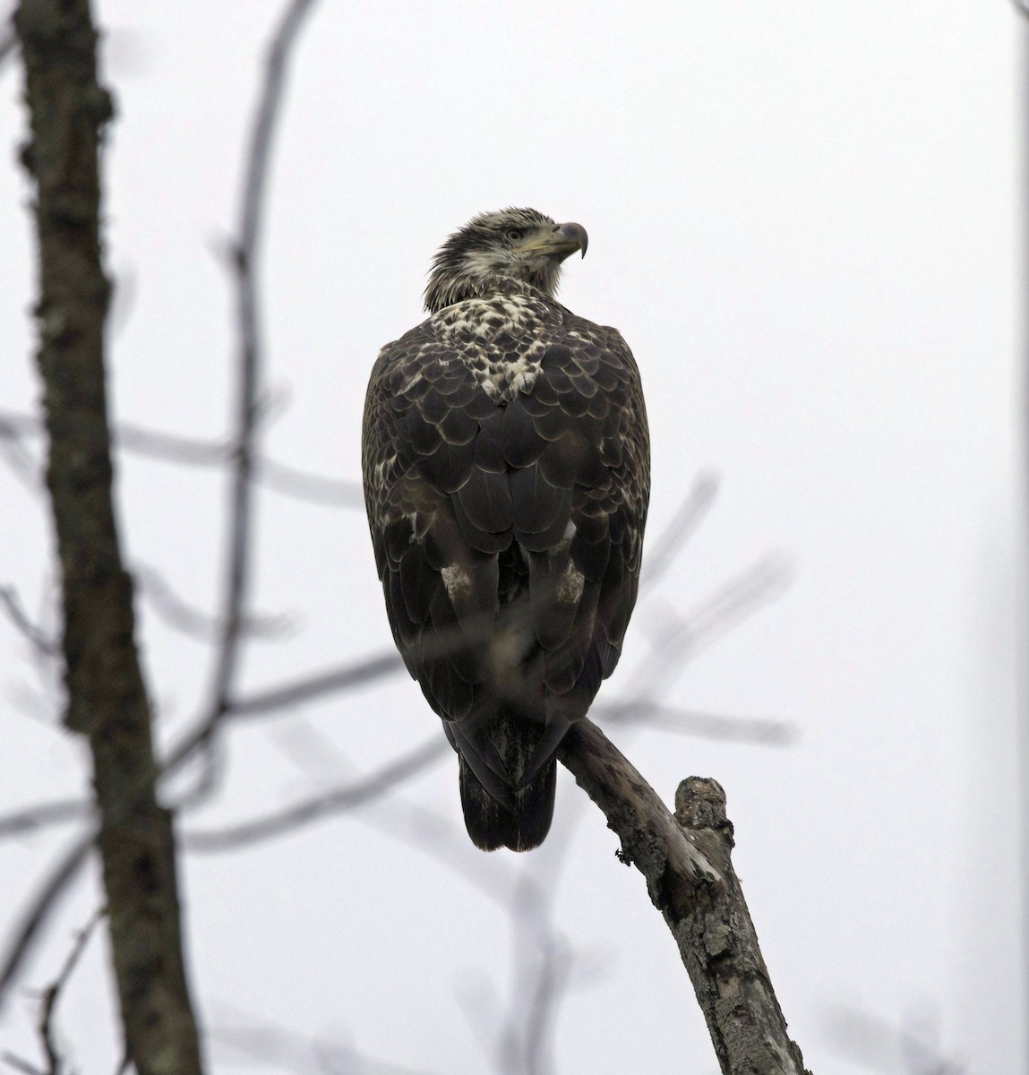 Itsas arrano buruzuria - ML646537561