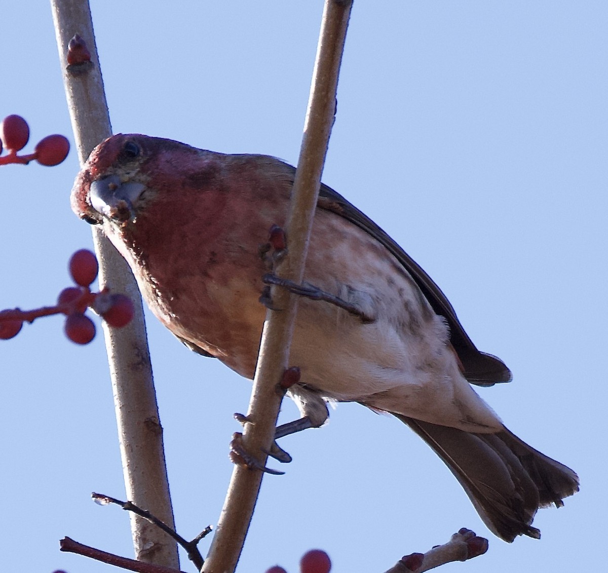 Purple Finch - ML646537562