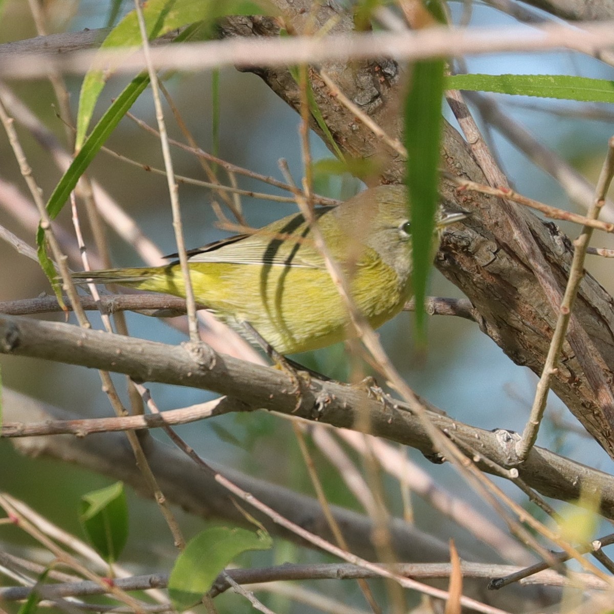 Orange-crowned Warbler - ML646537563