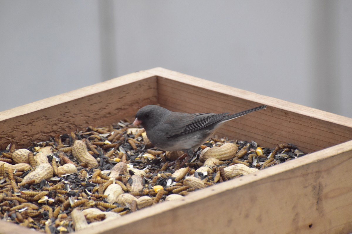 Dark-eyed Junco - ML646537564