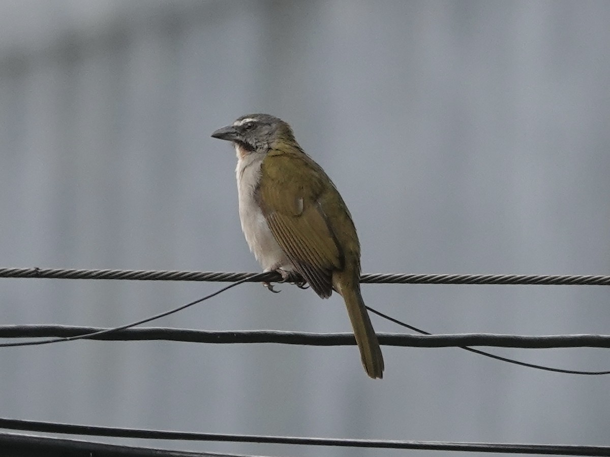 Buff-throated Saltator - ML646537565