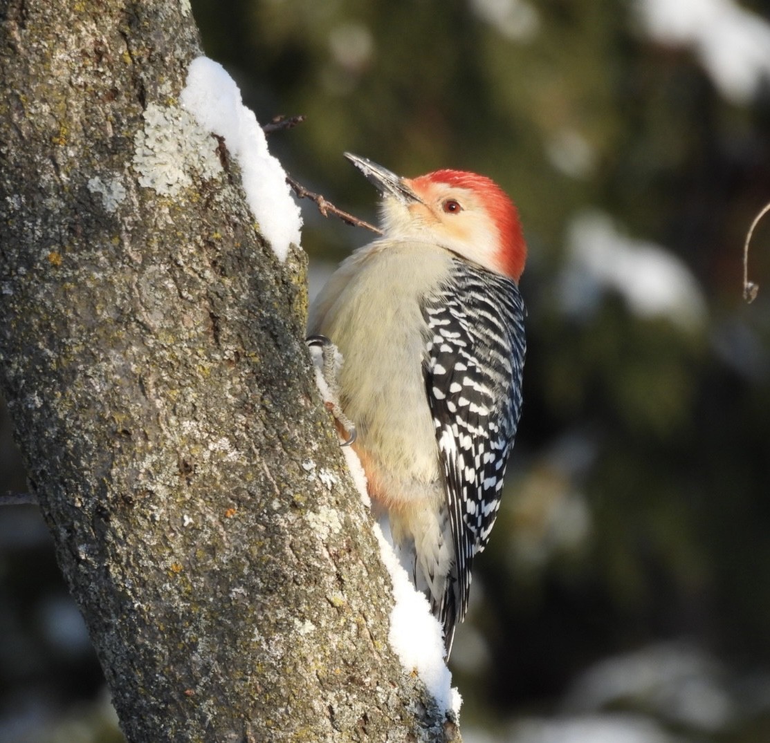 Red-bellied Woodpecker - ML646537566
