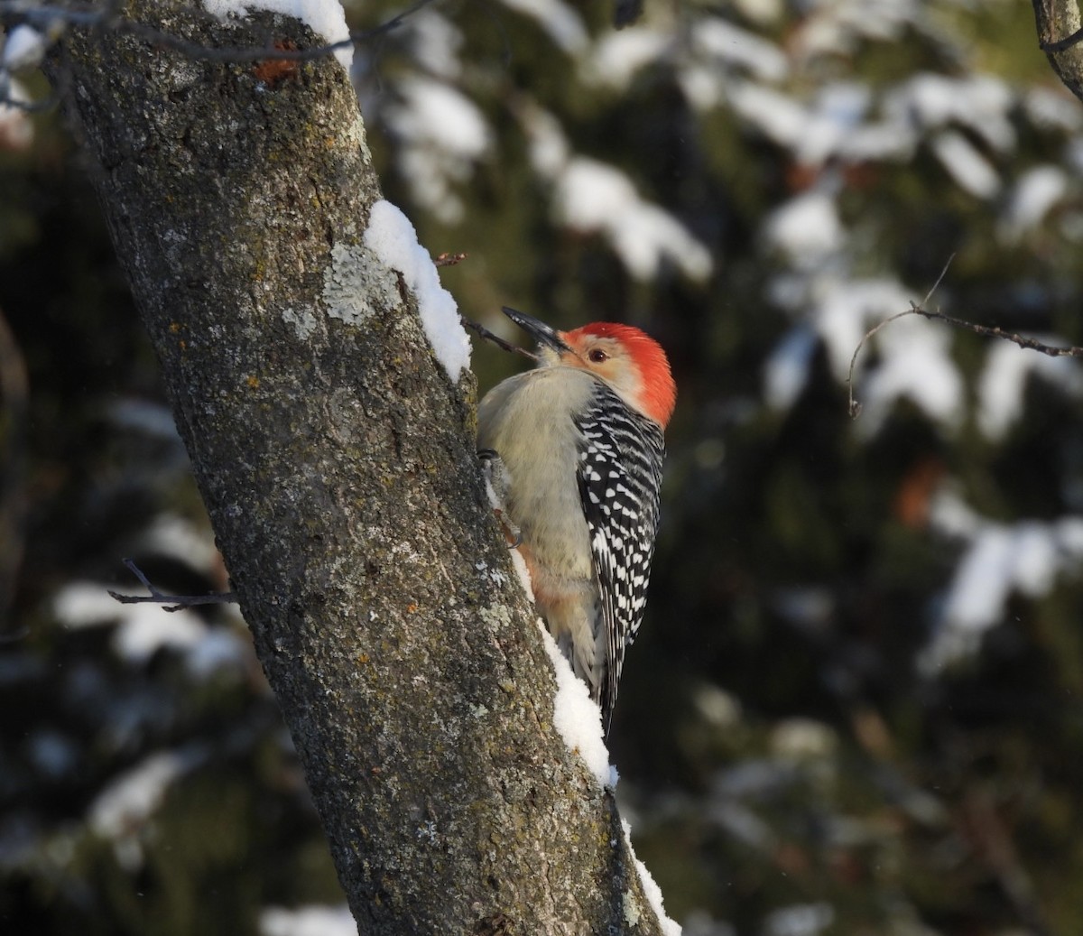 Red-bellied Woodpecker - ML646537567