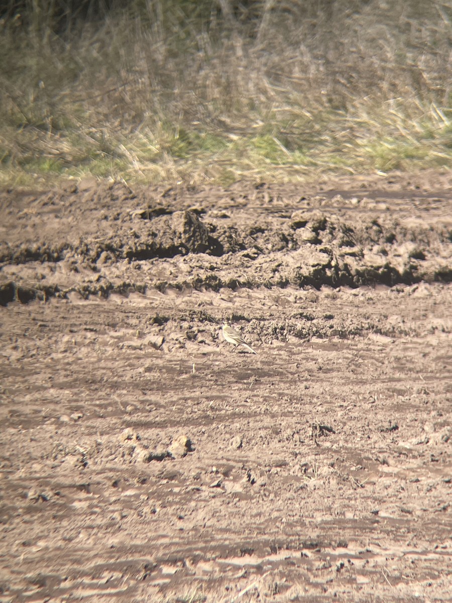 Txirta amerikarra - ML646537568