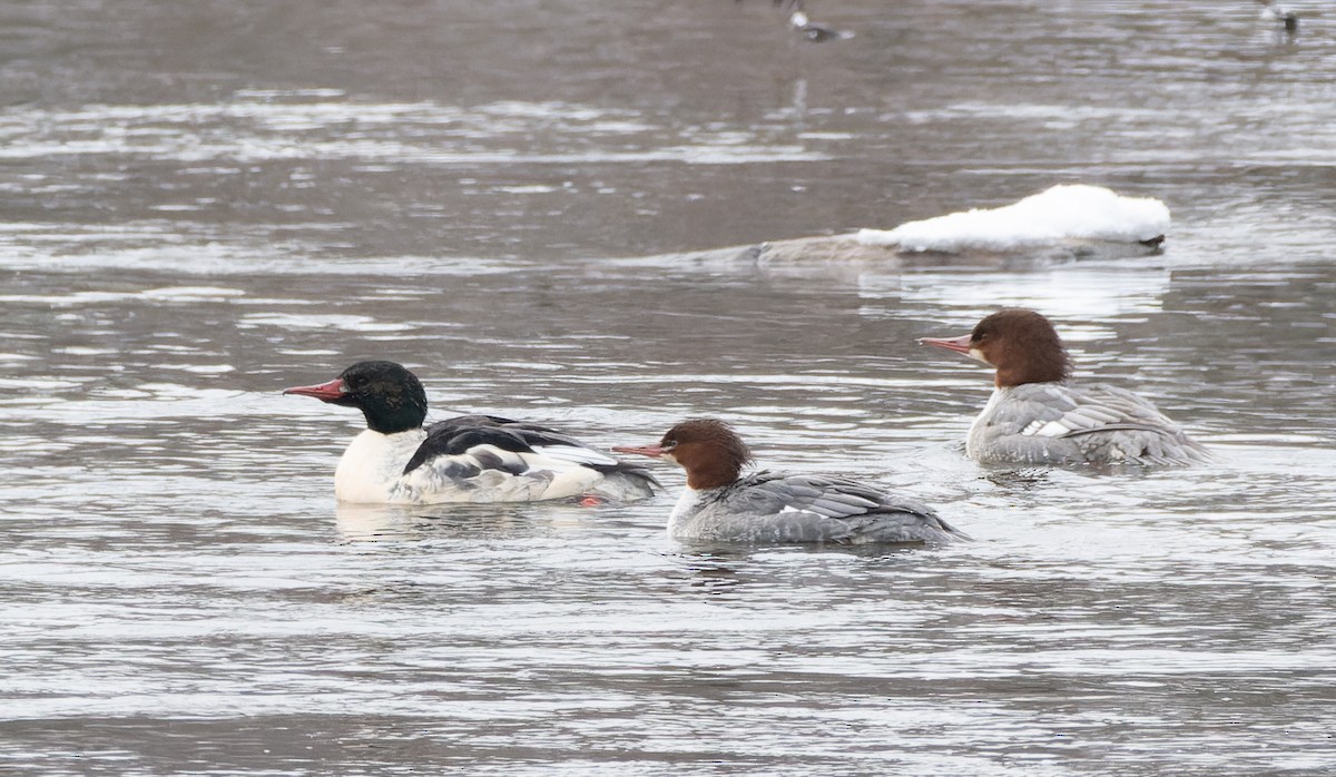 Zerra handia - ML646537570