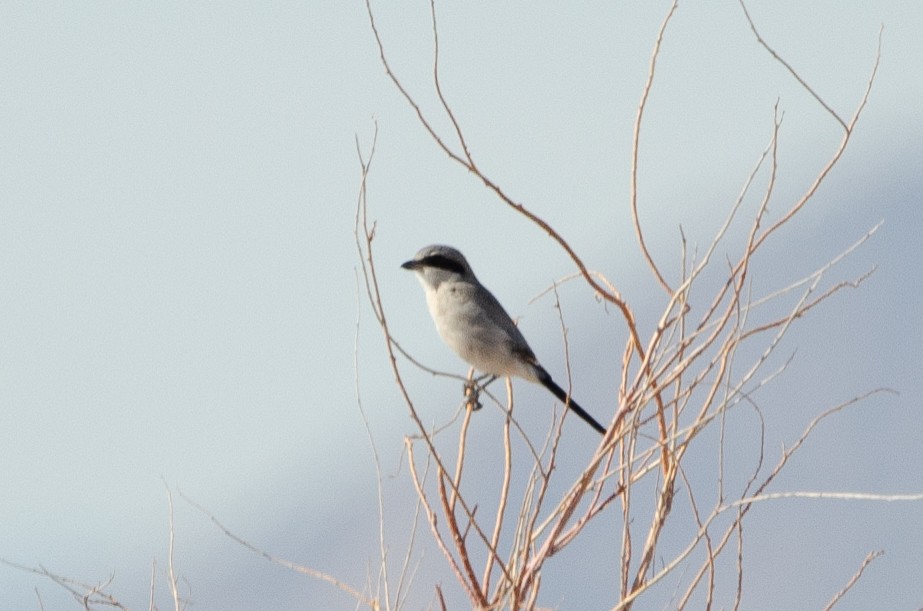 Loggerhead Shrike - ML646537571