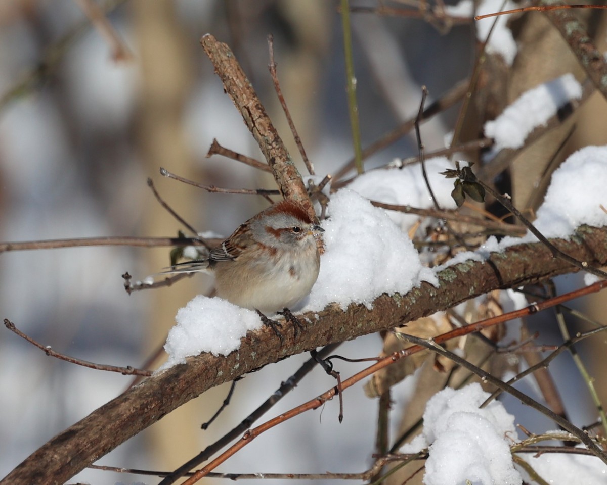 American Tree Sparrow - ML646537572