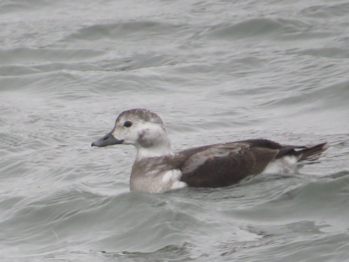 Izotz-ahatea - ML646537573