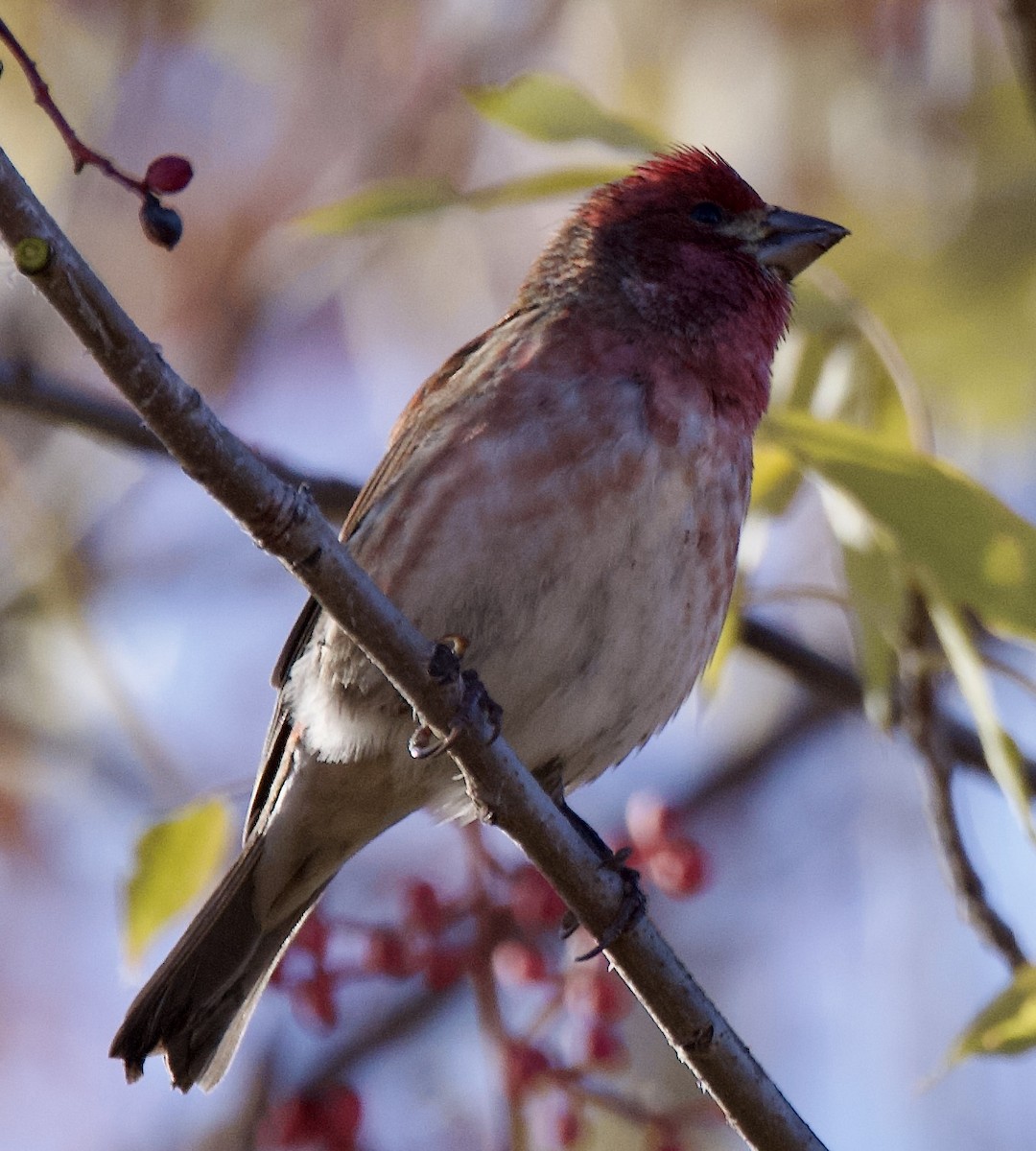 Purple Finch - ML646537574