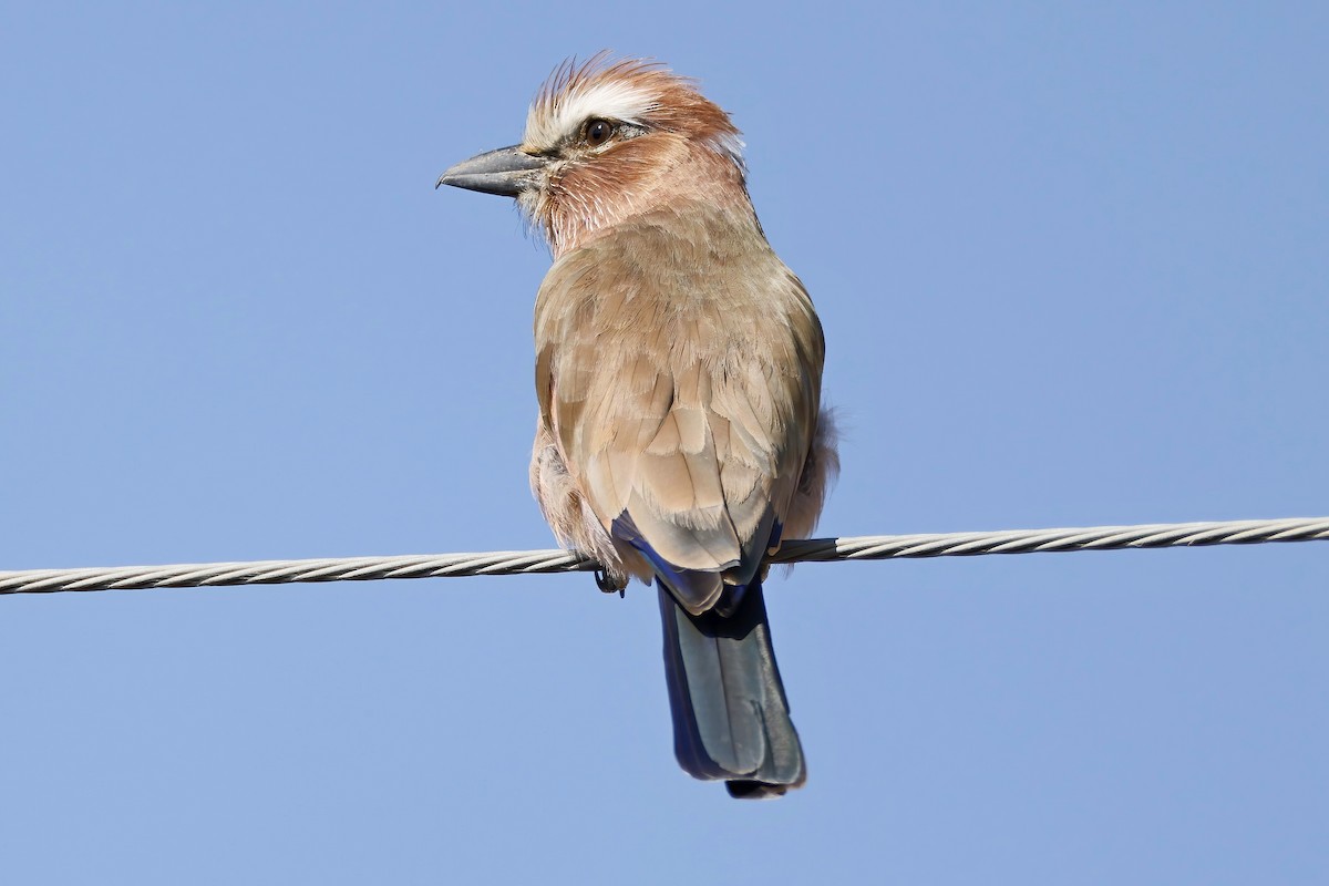 Purple Roller - ML646537576