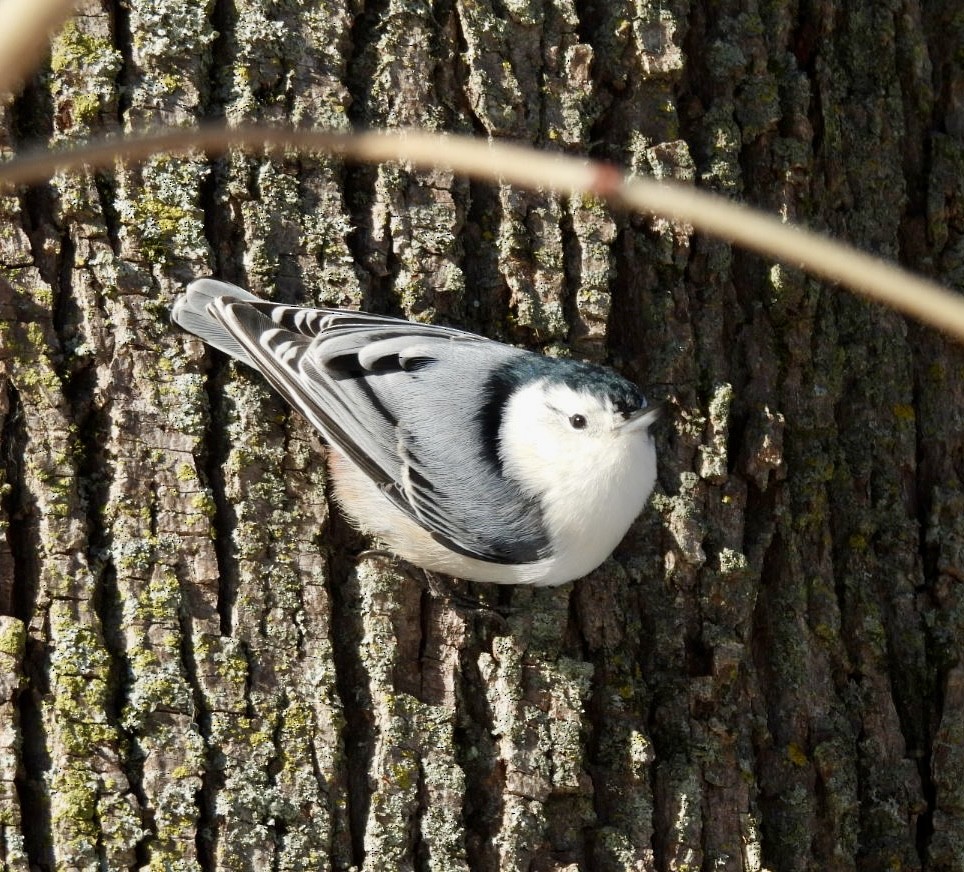 White-breasted Nuthatch - ML646537577