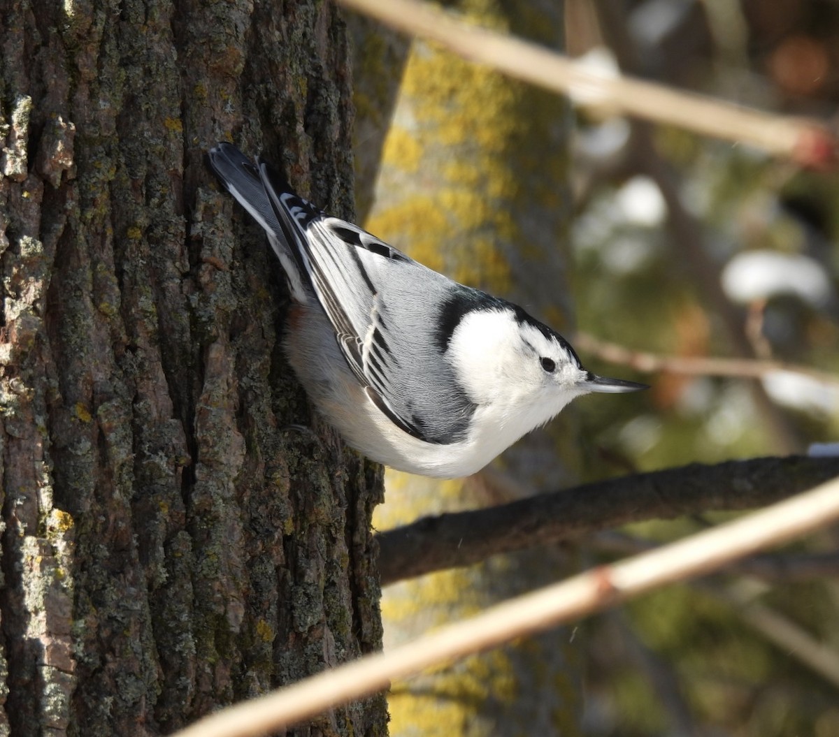 White-breasted Nuthatch - ML646537578