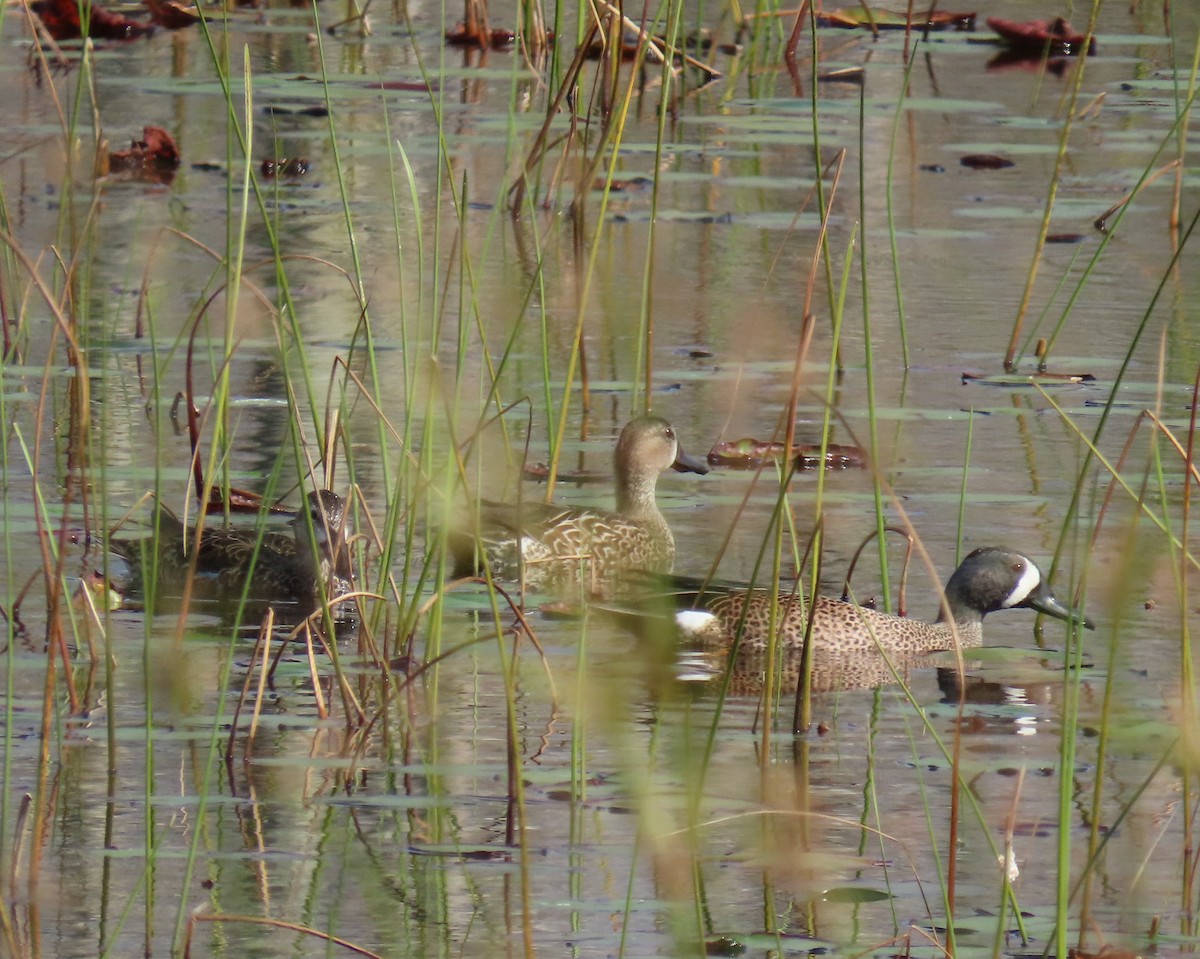 שרשיר כחול-כנף - ML646537579