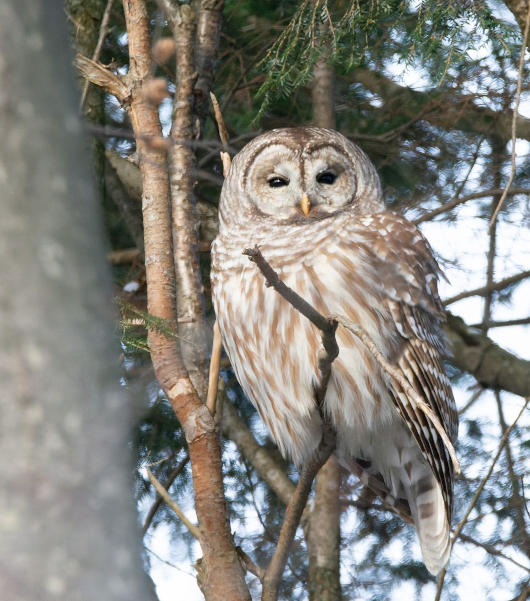 puštík proužkovaný - ML646537580