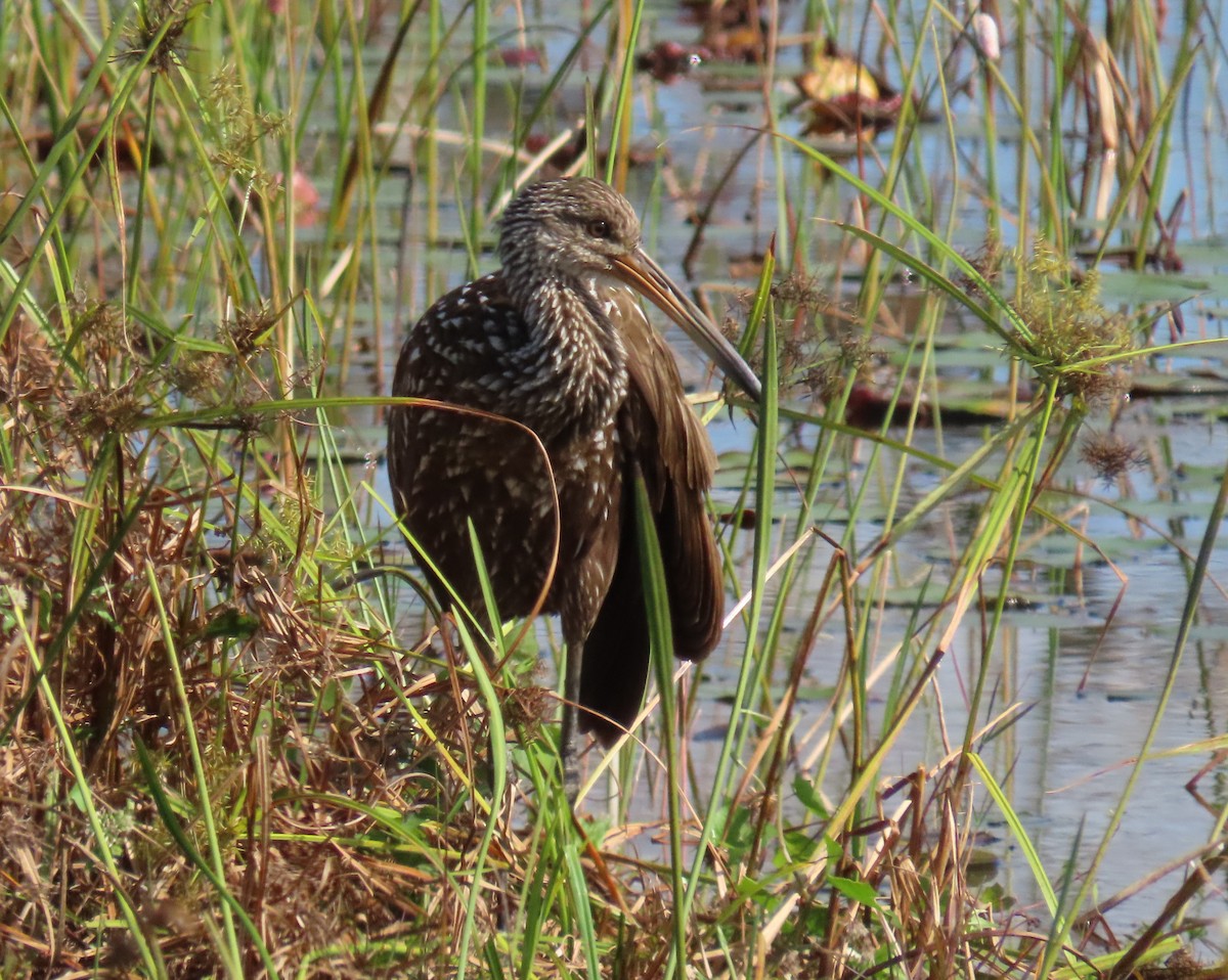 Limpkin - ML646537587