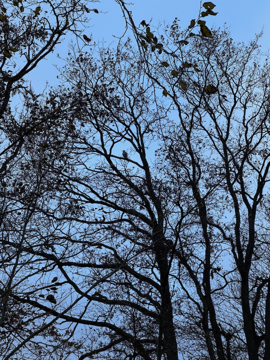 Azor Euroasiático - ML646537590