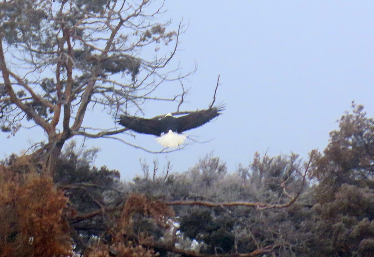 Pigargo Americano - ML646537592