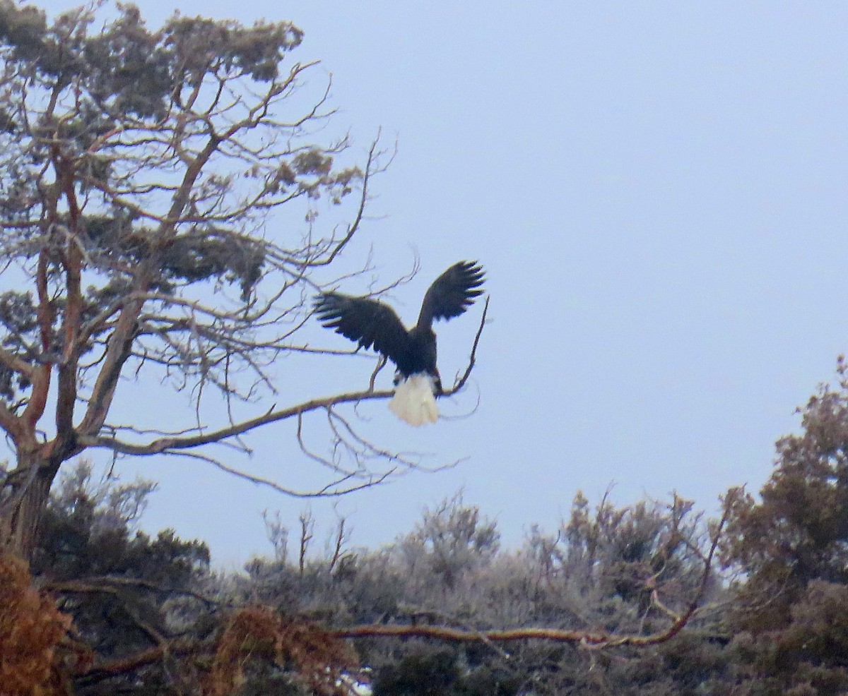 Pigargo Americano - ML646537593