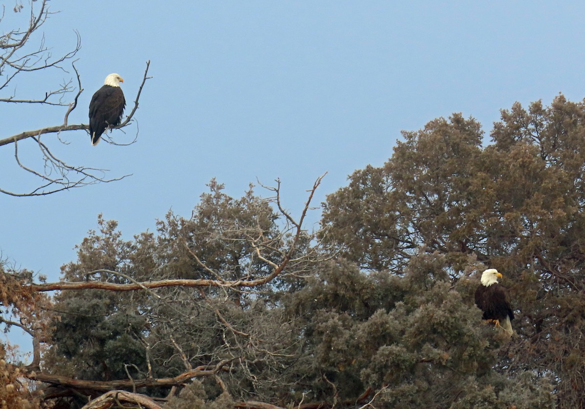 Pigargo Americano - ML646537594