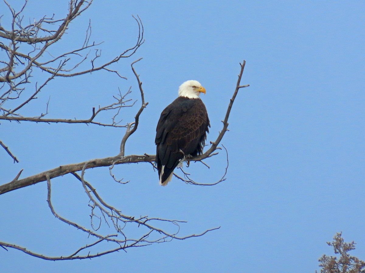 Pigargo Americano - ML646537595