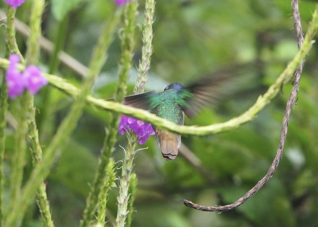 コガネオハチドリ - ML646537596