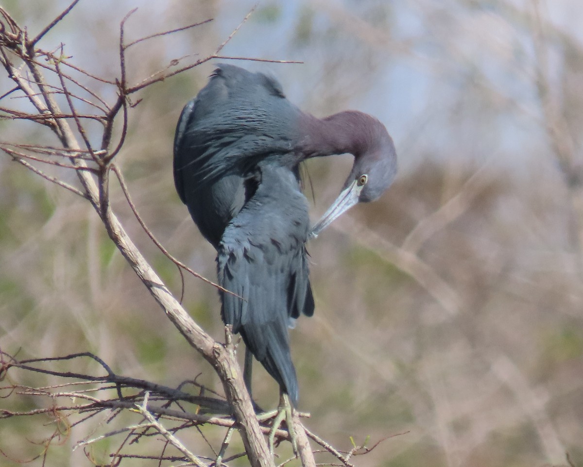 לבנית כחולה קטנה - ML646537598