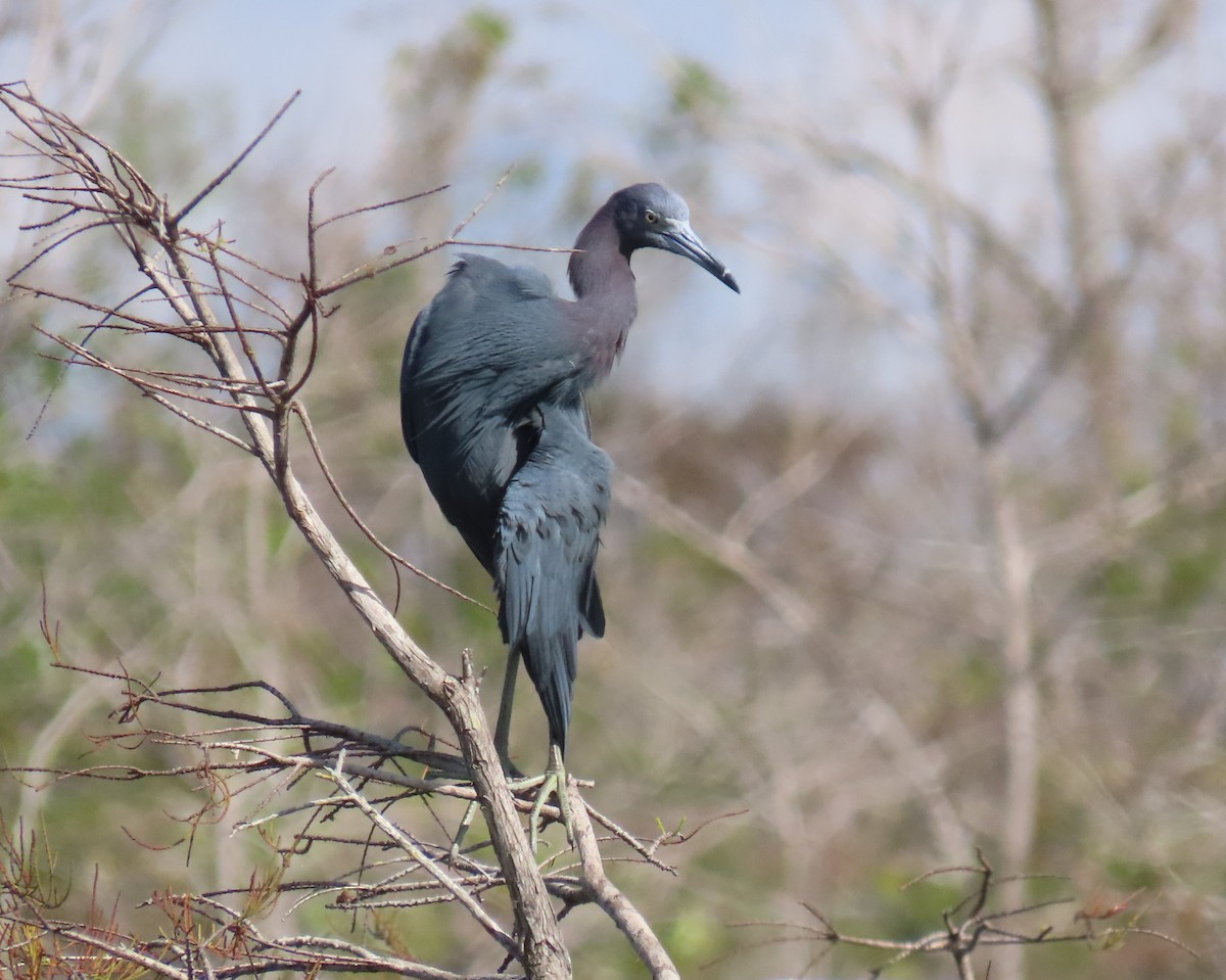 לבנית כחולה קטנה - ML646537599