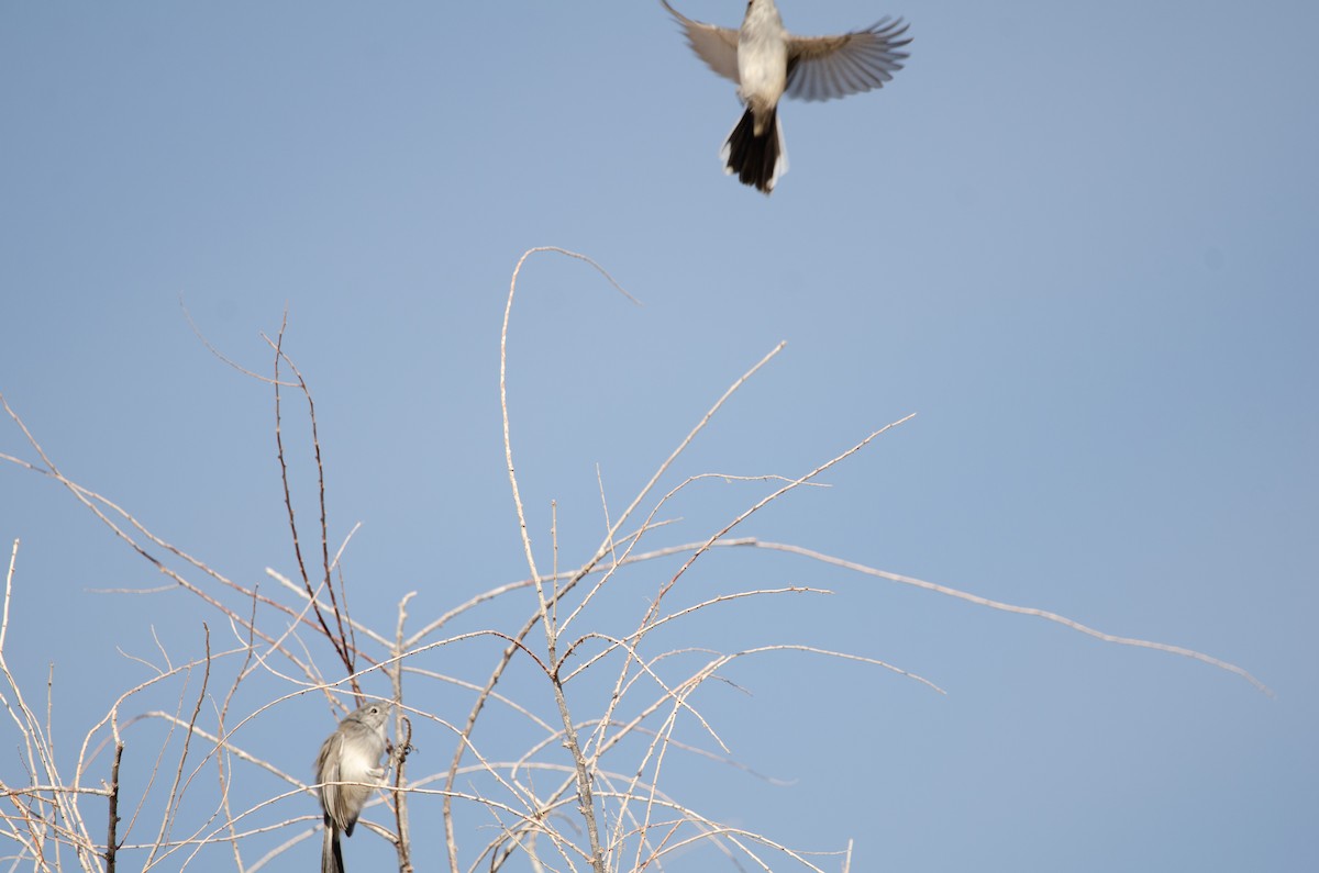 Black-tailed Gnatcatcher - ML646537606