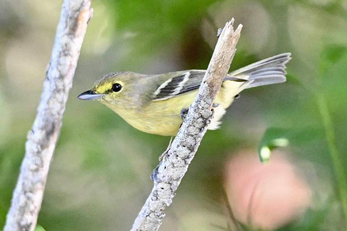 Thick-billed Vireo - ML646537607