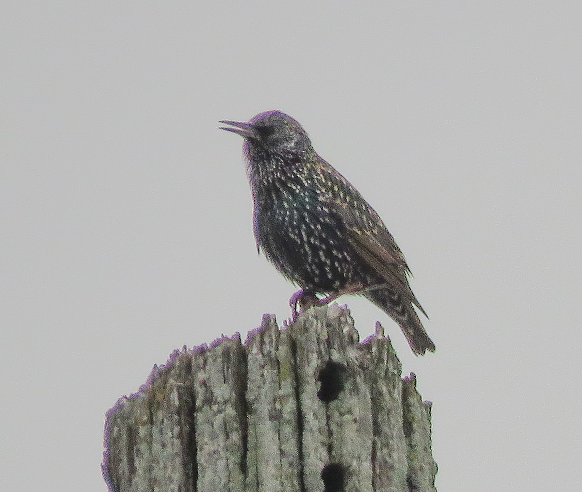 European Starling - ML646537609